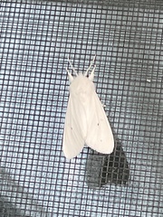 Spilosoma virginica