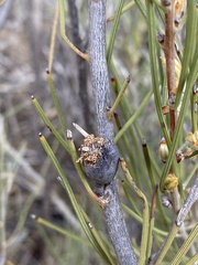 Hakea invaginata
