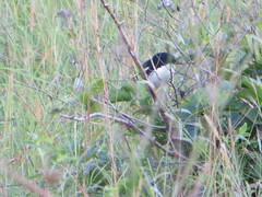 Laniarius sublacteus