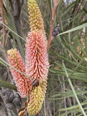 Hakea francisiana