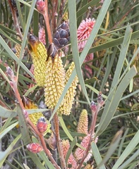 Hakea francisiana