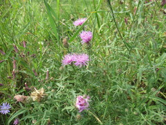 Centaurea stoebe