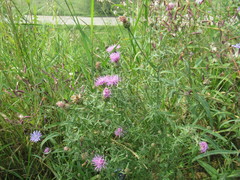 Centaurea stoebe