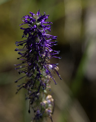 Veronica porphyriana