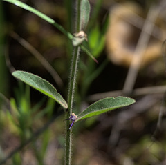 Veronica porphyriana