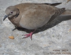 Streptopelia decaocto