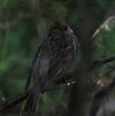 Carpodacus
