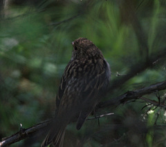 Carpodacus