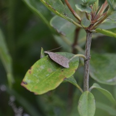 Dichomeris ventrellus