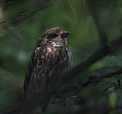Carpodacus