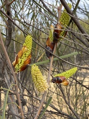 Hakea francisiana