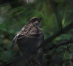 Carpodacus
