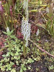 Spiranthes bightensis
