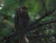 Carpodacus