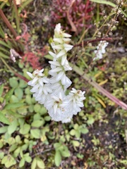 Spiranthes bightensis