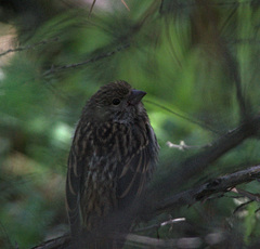 Carpodacus