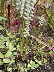 Spiranthes bightensis