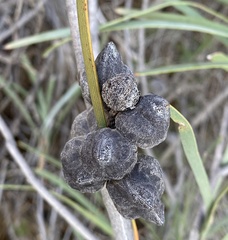 Hakea francisiana