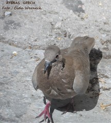 Streptopelia decaocto