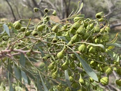 Codonocarpus cotinifolius