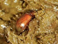 Aphodius fimetarius