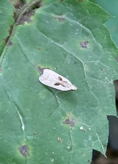 Dichomeris bilobella