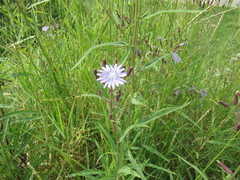 Lactuca sibirica