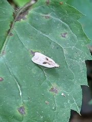Dichomeris bilobella