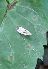 Dichomeris bilobella