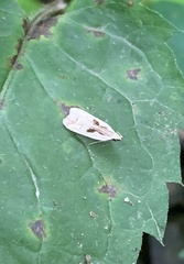 Dichomeris bilobella