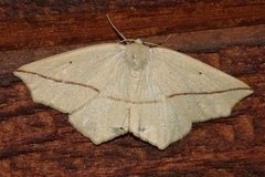 Tetracis crocallata