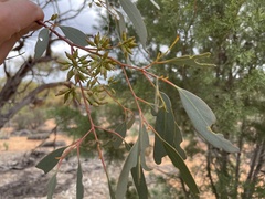 Eucalyptus socialis