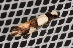 Monopis icterogastra