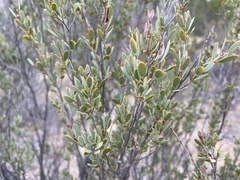 Leptospermum coriaceum