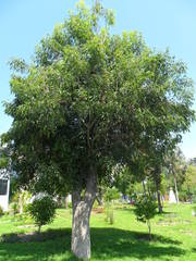 Fraxinus americana