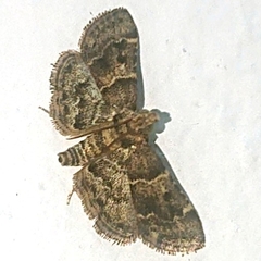 Pyralis manihotalis
