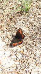 Erebia euryale