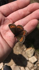 Erebia euryale