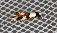 Monopis icterogastra