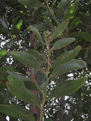 Acacia melanoxylon