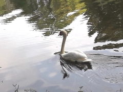 Cygnus olor