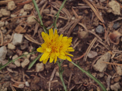 Nothocalais alpestris