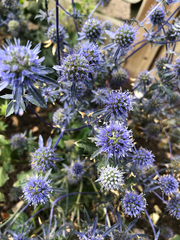 Eryngium amethystinum