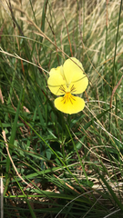 Viola lutea sudetica