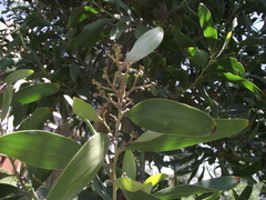 Acacia melanoxylon