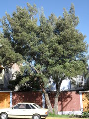 Acacia melanoxylon