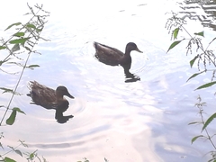 Anas platyrhynchos