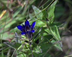Gentiana dschungarica