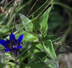 Gentiana dschungarica