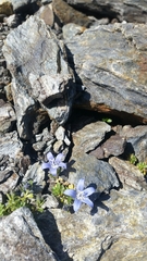 Campanula cenisia
